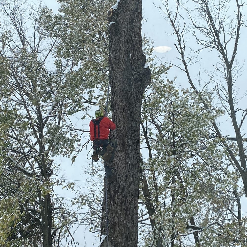Johnson Tree Service - Tree Services Near Me