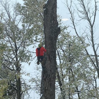 Johnson Tree Service - Tree Services Near Me