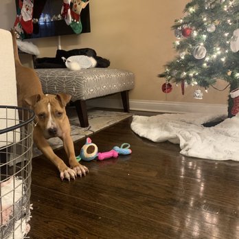 Chicago Canine Rescue - Animal Shelters Near Me - Chicago, Illinois