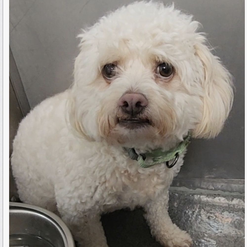 Do You Need A Dog License In Los Angeles