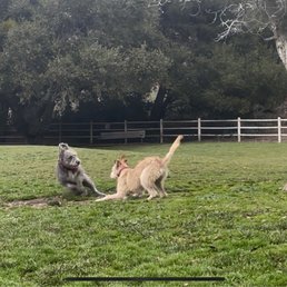 Siblings separated at the shelter, and reunited at this park 7 months later :) Siblings separated at the shelter, and reunited at this park 7 months later :)