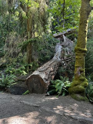 Schmitz Preserve Park by null