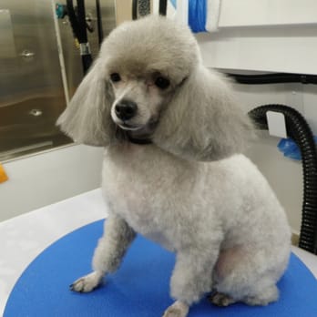 For Paws Only - Pet Groomers Near Me For Paws Only - Pet Groomers Near Me