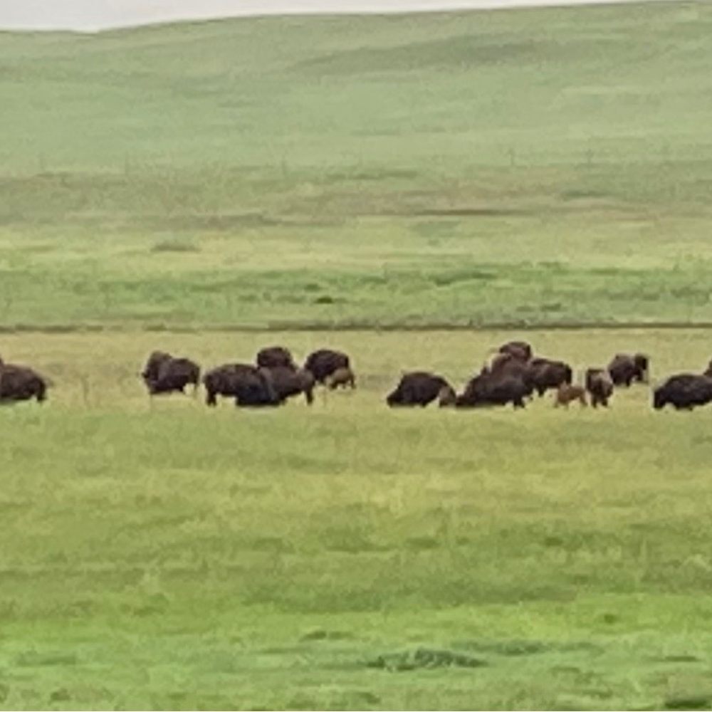 Terry Bison Ranch Resort - View from our rv site - Venues & Event Spaces Near Me - Cheyenne, Wyoming