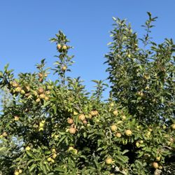 Morning Glory Orchard