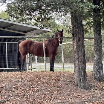 Horse Heaven Ranch - Hotels Near Me - Talihina, Oklahoma Horse Heaven Ranch - Hotels Near Me - Talihina, Oklahoma