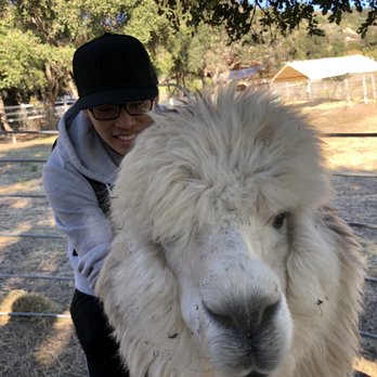 Canzelle Alpacas - Contact - Farms Near Me - Carpinteria, California Canzelle Alpacas - Contact - Farms Near Me - Carpinteria, California