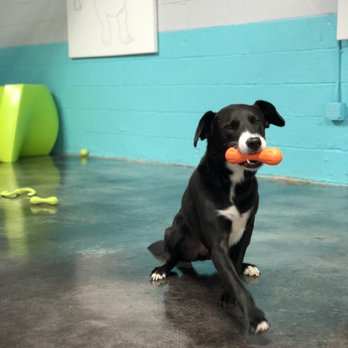 Club DiOGi - Pet Groomers Near Me - Atlanta, Georgia
