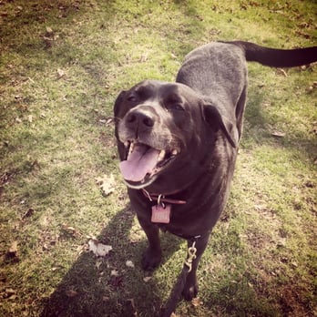 Wagging Tails Pet Care - Dog Walkers Near Me