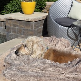 Bentley in the sun
