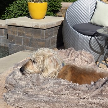 Serene Passages - Bentley in the sun - Veterinarians Near Me