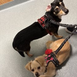 Ark Animal Hospital