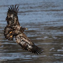 Conowingo Dam Visitor's Center - Immature Eagle