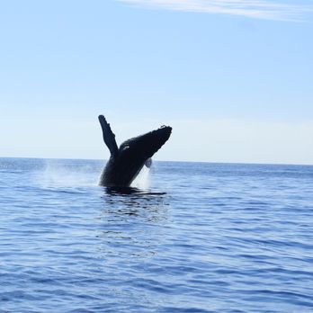 Cabo Trek - Just incredible! - Whale Watching Tours Near Me - Cabo San Lucas, BCS