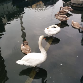 M&S Café - Swans in the canal! - Cafes Near Me - London, XGL