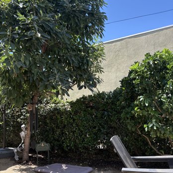 Rose Garden Landscaping - Backyard -- after. Privet hedge trimmed, blood orange tree shaped. Skeleton (and soon to join him, dog) chillin. - Landscaping Near Me Rose Garden Landscaping - Backyard -- after. Privet hedge trimmed, blood orange tree shaped. Skeleton (and soon to join him, dog) chillin. - Landscaping Near Me