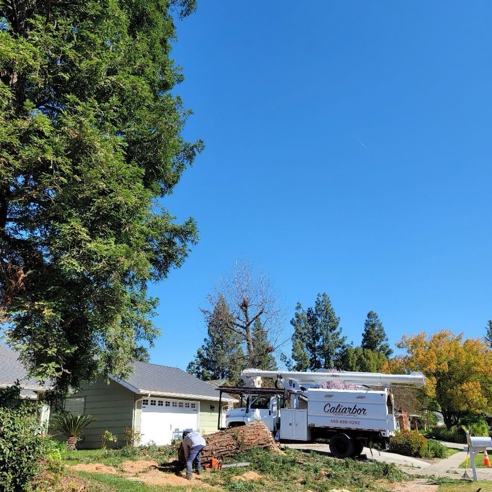 Caliarbor - Tree Services Near Me Caliarbor - Tree Services Near Me