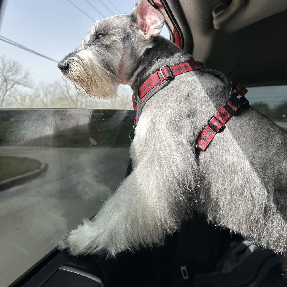 Paws & Friends - Dino freshly cut - Pet Groomers Near Me - Manvel, Texas Paws & Friends - Dino freshly cut - Pet Groomers Near Me - Manvel, Texas