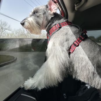 Paws & Friends - Dino freshly cut - Pet Groomers Near Me - Manvel, Texas Paws & Friends - Dino freshly cut - Pet Groomers Near Me - Manvel, Texas