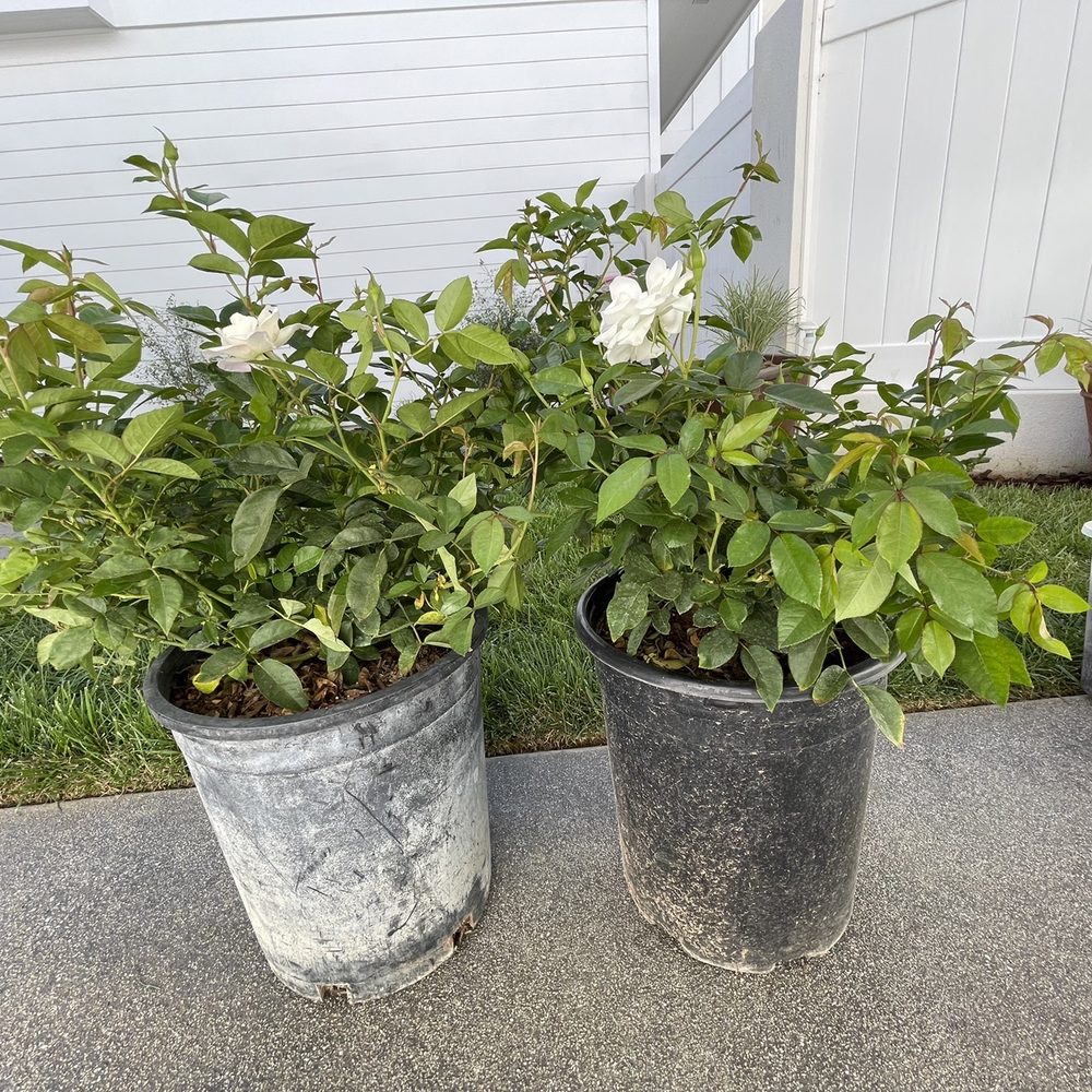 Lucky Plants - Nurseries & Gardening Near Me - Hermosa Beach, California Lucky Plants - Nurseries & Gardening Near Me - Hermosa Beach, California