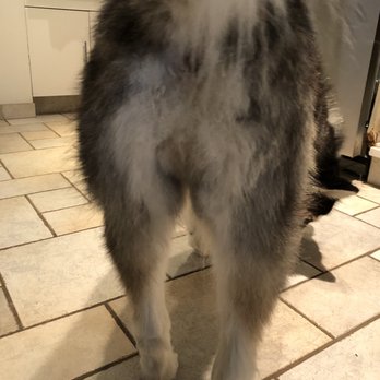 Outlet Mobile Pet Grooming - No idea why he shaved this whole area? I brush her regularly and she was clean with no mats - Pet Groomers Near Me