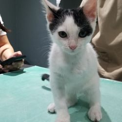 Hidalgo Veterinary Services - Check up time