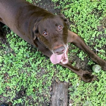 Carrie Nagel DVM - At Home Euthanasia - I hope you're chasing all the balls in paradise. - Veterinarians Near Me