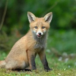 East Coast Wildlife Damage Control