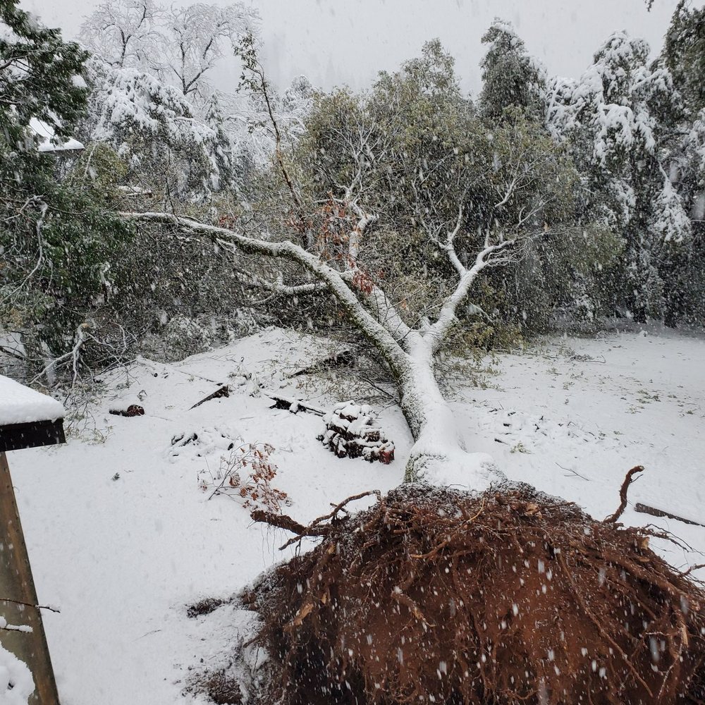 Lone Pine Tree Service - This is the tree after it fell that morning. - Tree Services Near Me - Valley Springs, California Lone Pine Tree Service - This is the tree after it fell that morning. - Tree Services Near Me - Valley Springs, California