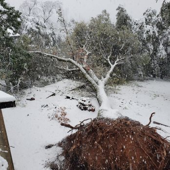 Lone Pine Tree Service - This is the tree after it fell that morning. - Tree Services Near Me - Valley Springs, California Lone Pine Tree Service - This is the tree after it fell that morning. - Tree Services Near Me - Valley Springs, California