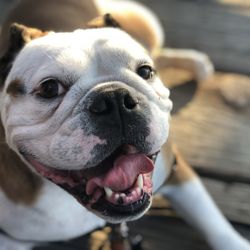 Brentwood Family Pet Care