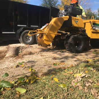 My Arborist - Stump Grinding an Ash tree after removal. - Tree Services Near Me