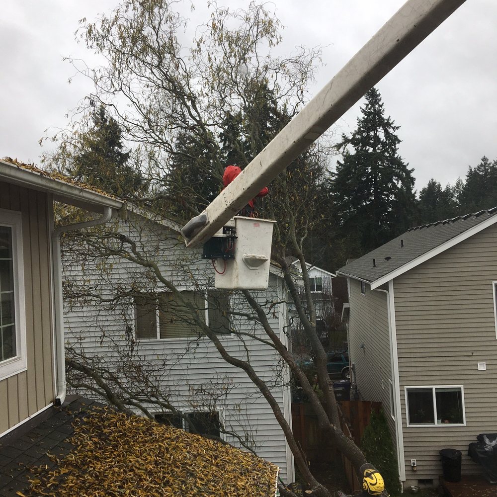 P'n'D Logging and Tree Service - Tree Services Near Me - Maple Valley, Washington P'n'D Logging and Tree Service - Tree Services Near Me - Maple Valley, Washington