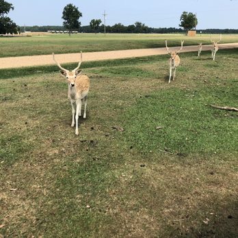 Global Wildlife Center - Zoos Near Me - Folsom, Louisiana