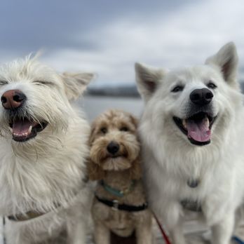 Bark Around The Block - Dog Walkers Near Me - Alameda, California