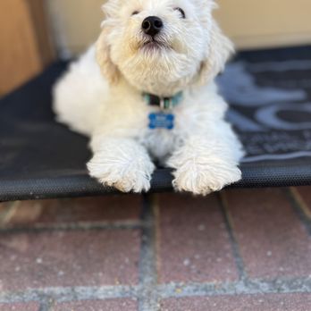 Wag And Paw Training - Pet Training Near Me Wag And Paw Training - Pet Training Near Me