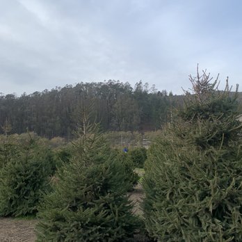 4-C's Christmas Tree Farm - Christmas Trees Near Me - Half moon Bay, California