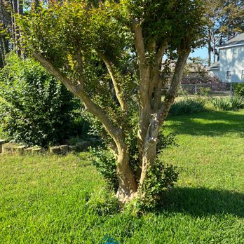 Beachwave landscaping - a tree in the yard - Landscaping Near Me Beachwave landscaping - a tree in the yard - Landscaping Near Me