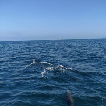 Davey's Locker - Dolphins. - Fishing Near Me - Newport Beach, California