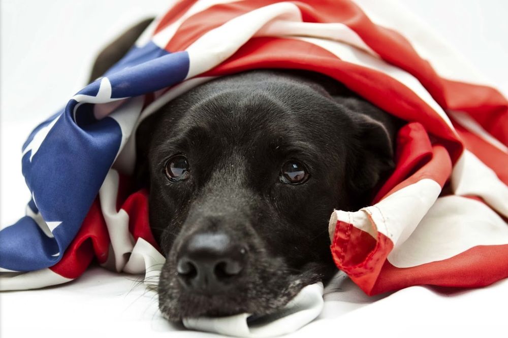 Dog Guard of Dothan Image