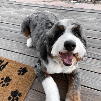 Quick Grooming Pet Salon - Happy boy after cut! - Pet Groomers Near Me Quick Grooming Pet Salon - Happy boy after cut! - Pet Groomers Near Me