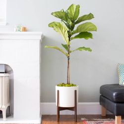 Léon & George - Jr Fiddle Leaf Fig Tree in a Modernica Case Study® Cylinder pot with walnut wood stand.