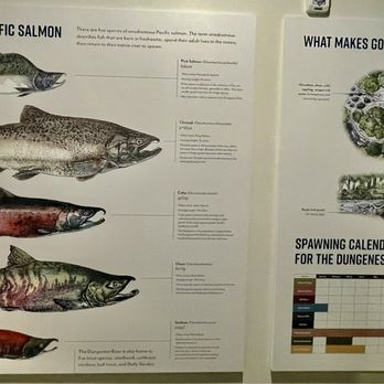 Dungeness River Nature Center - NW Salmon - Parks Near Me - Sequim, Washington