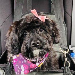 Pippa had such a wonderful first grooming experience! Thank you Paws Applause