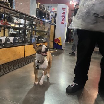 Powder and Sun - Honey Bear Shop Mascot - Ski & Snowboard Shops Near Me - Las Vegas, Nevada Powder and Sun - Honey Bear Shop Mascot - Ski & Snowboard Shops Near Me - Las Vegas, Nevada