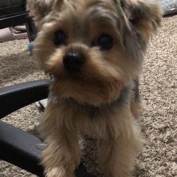 PetSmart - This is what he looks like now! So thankful hair grows back. But c'mon! What did we pay for?! - Pet Groomers Near Me - Torrance, California