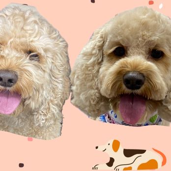 Build A Groom - Pet Groomers Near Me Build A Groom - Pet Groomers Near Me