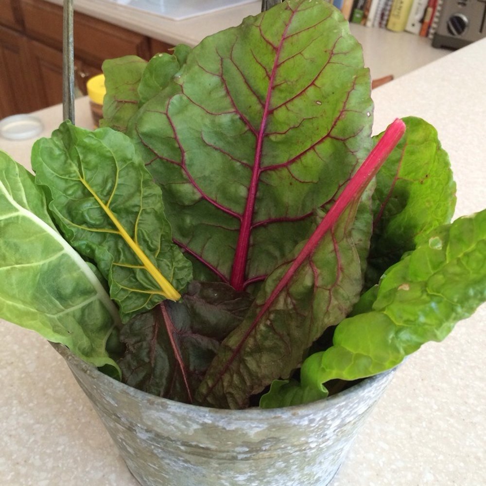 Leilani's Gardens - Swiss Chard that Leilani started and I finished in my garden! - Nurseries & Gardening Near Me - Dawsonville, Georgia Leilani's Gardens - Swiss Chard that Leilani started and I finished in my garden! - Nurseries & Gardening Near Me - Dawsonville, Georgia