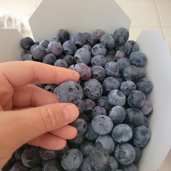 Temecula Berry - Blueberry bounty!!! - Farms Near Me - Temecula, California