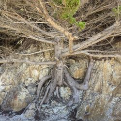 Tree in a rock.